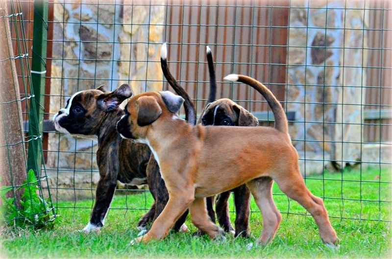 8 weeks